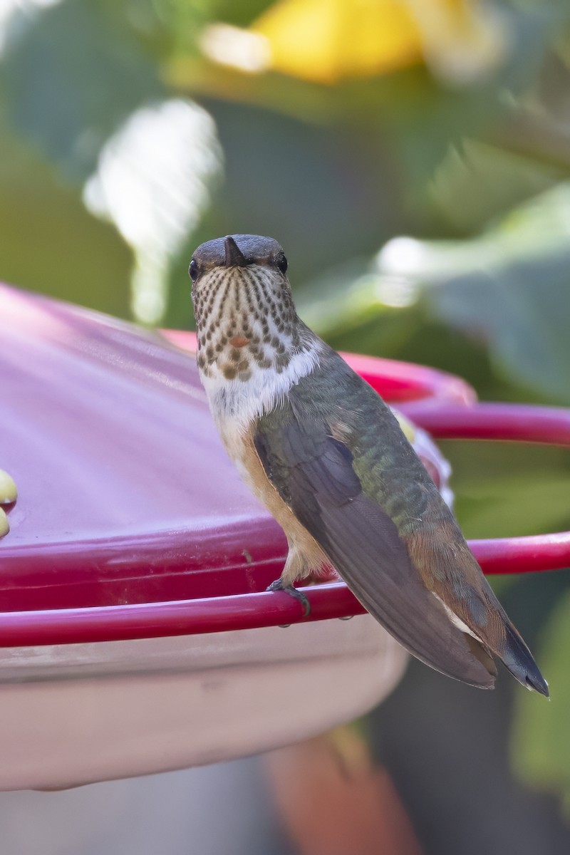 Colibrí Rufo - ML611407421