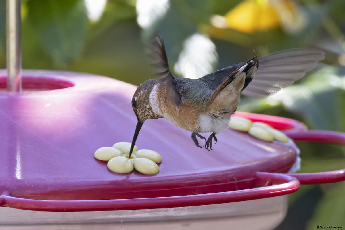 Rufous Hummingbird - ML611407422