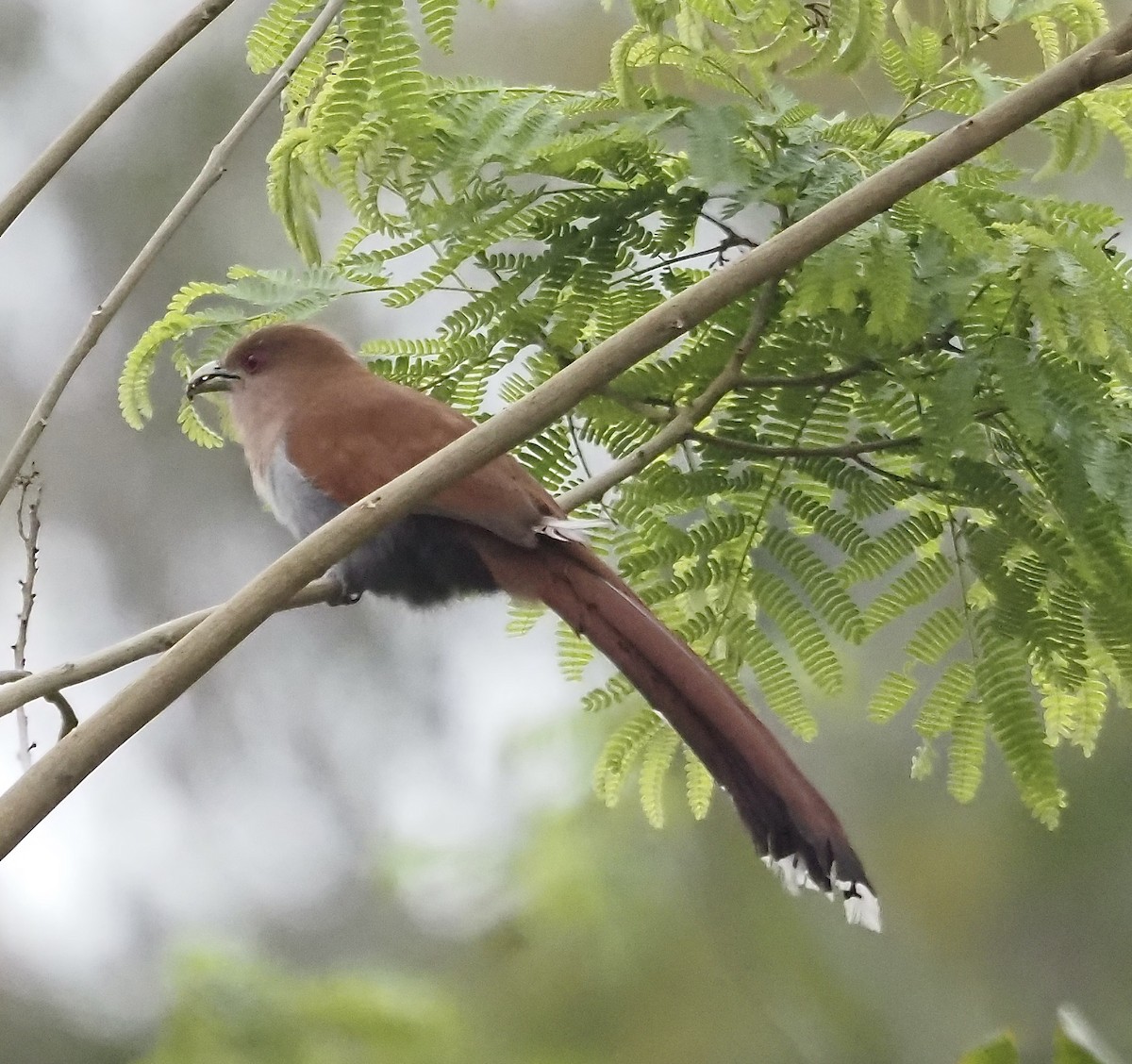 Squirrel Cuckoo - ML611407457