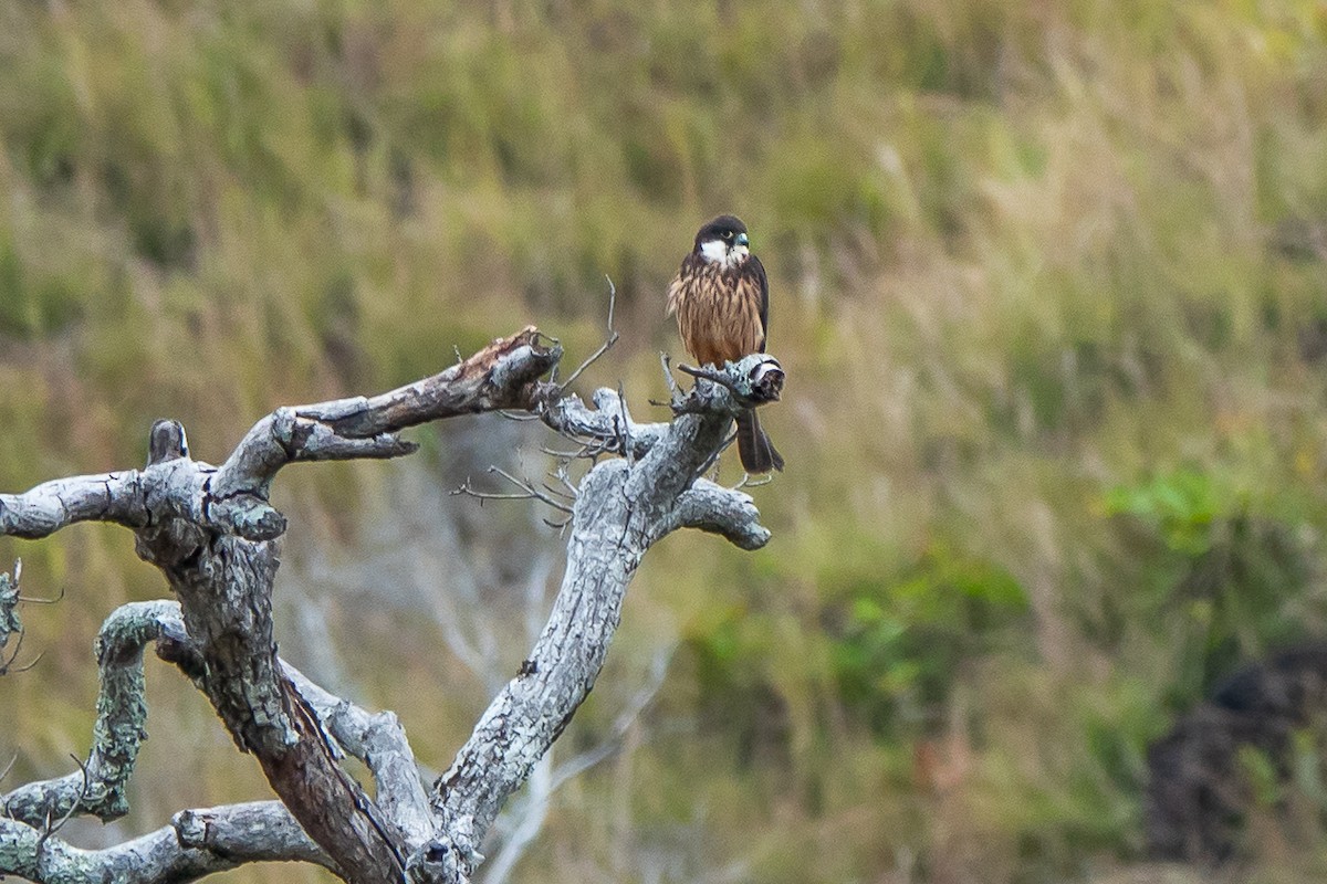 Eleonora's Falcon - ML611407517