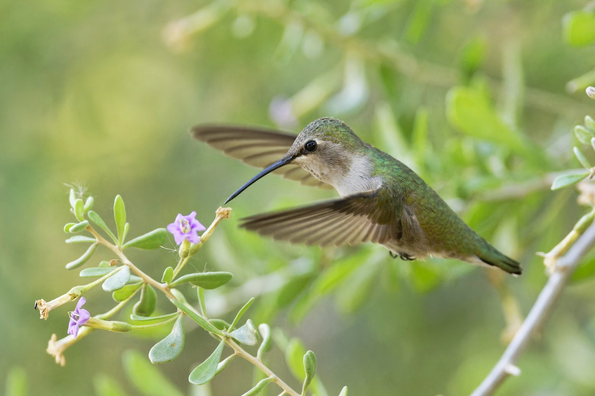 Costa's Hummingbird - ML611407568