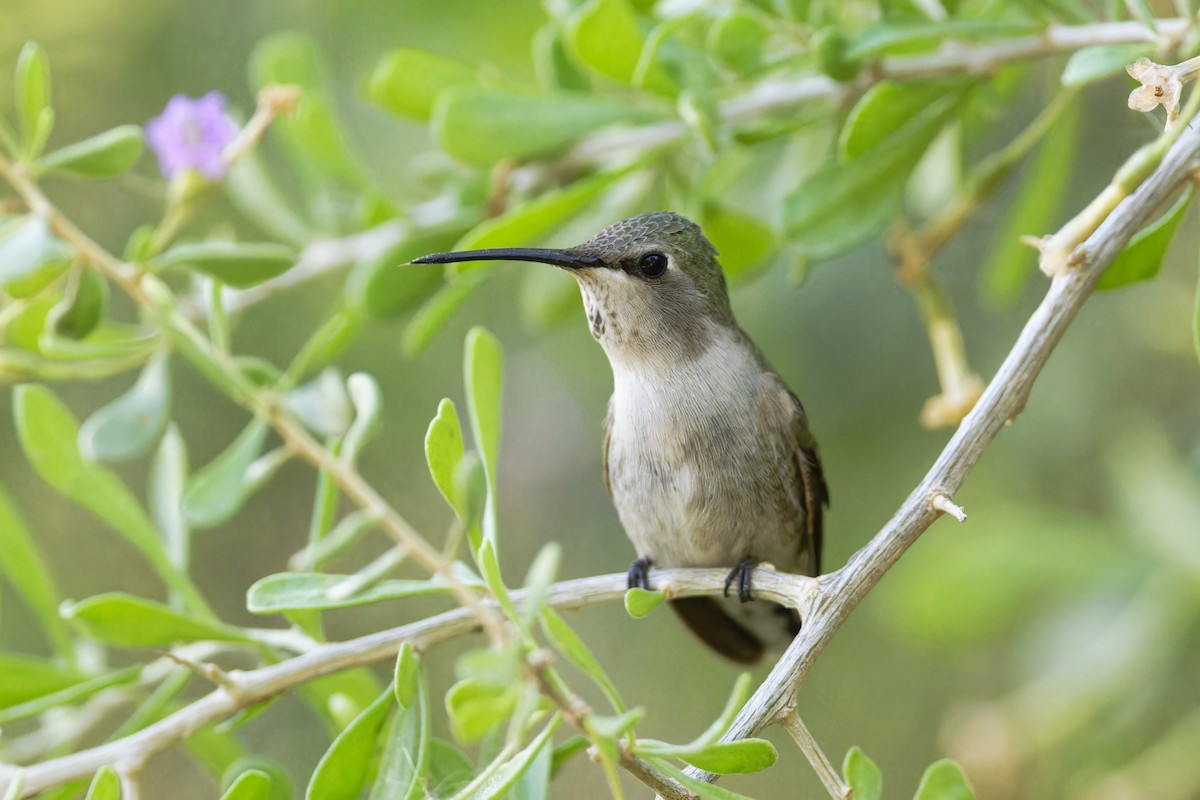 Costa's Hummingbird - ML611407569
