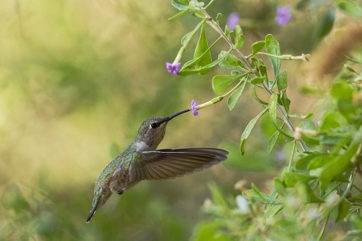 Costa's Hummingbird - ML611407570