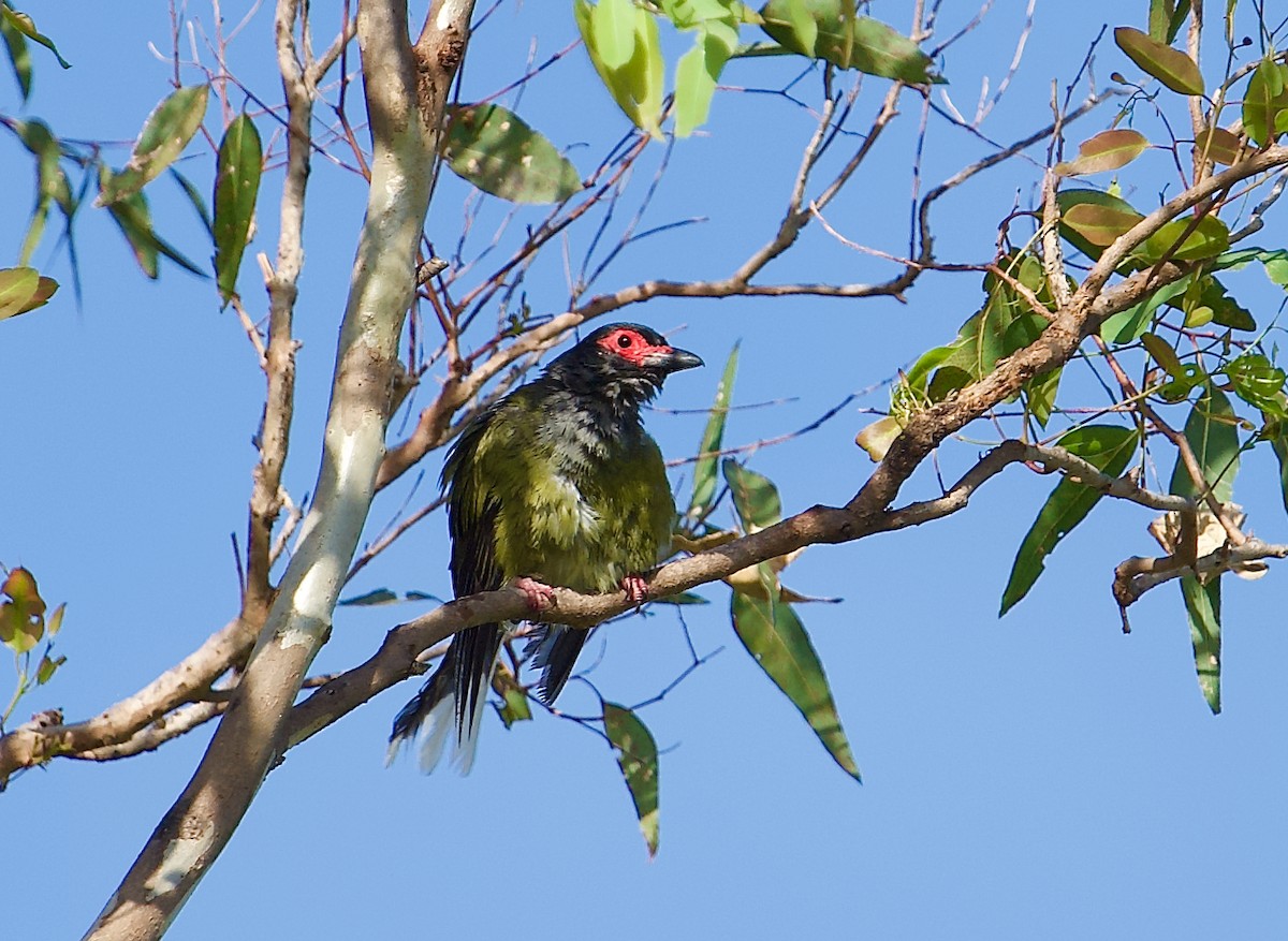 Australasian Figbird - ML611407583