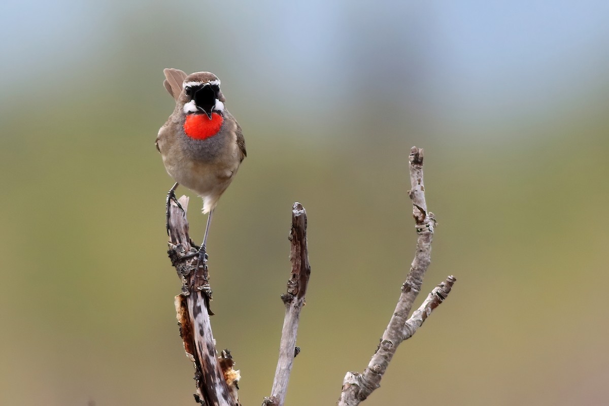 Siberian Rubythroat - ML611407831