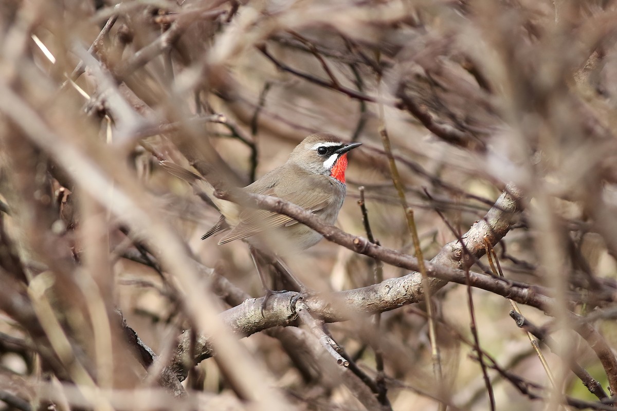 Siberian Rubythroat - ML611407833