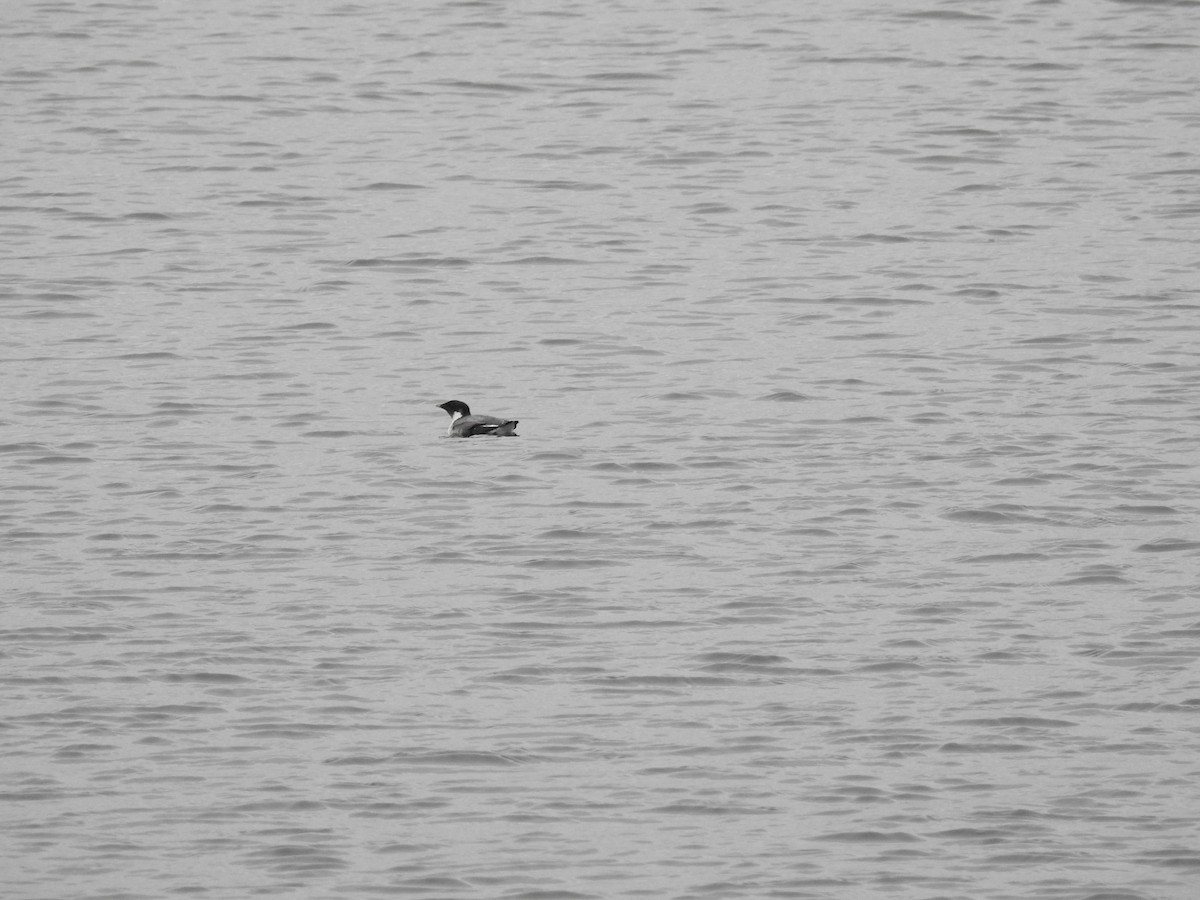 Ancient Murrelet - ML611407889