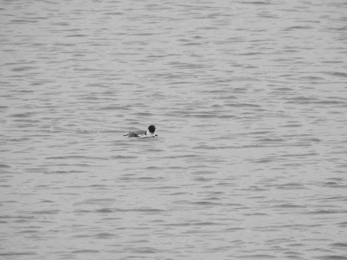 Ancient Murrelet - ML611407891