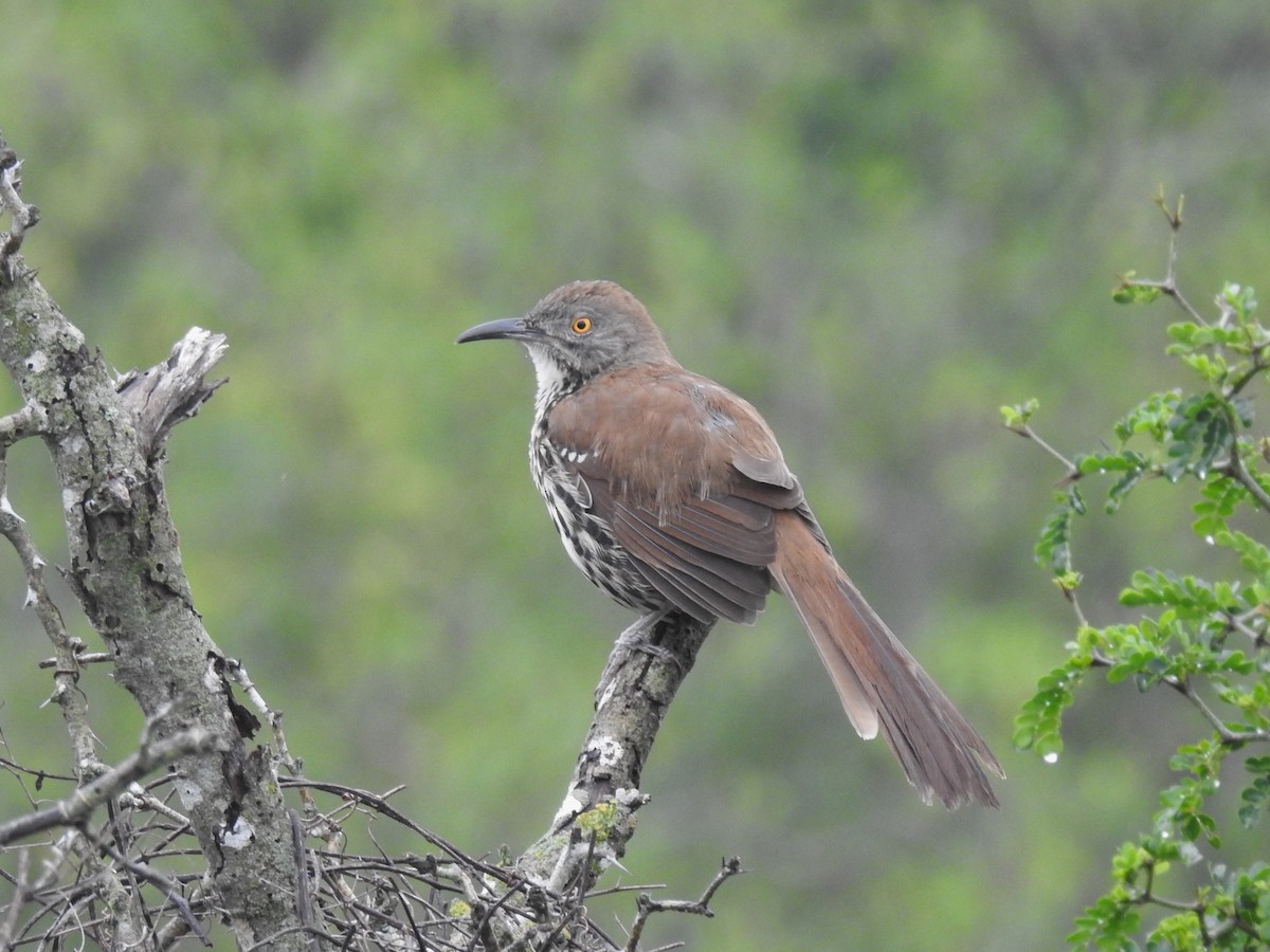 Long-billed Thrasher - ML611407892