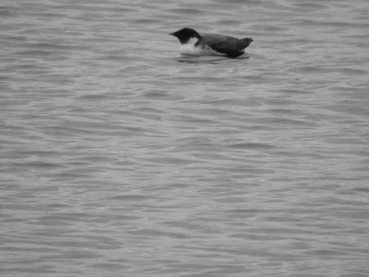 Ancient Murrelet - ML611407908