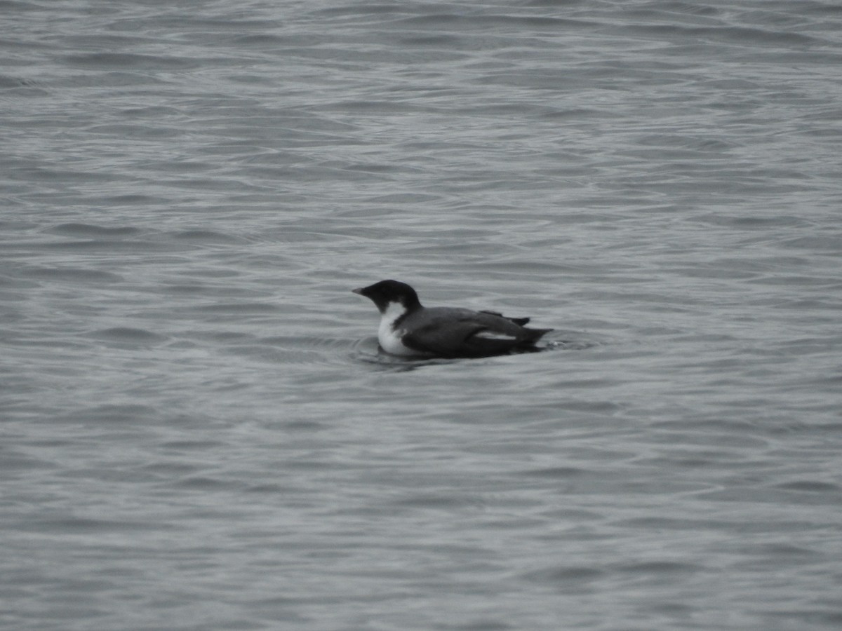 Ancient Murrelet - ML611407909