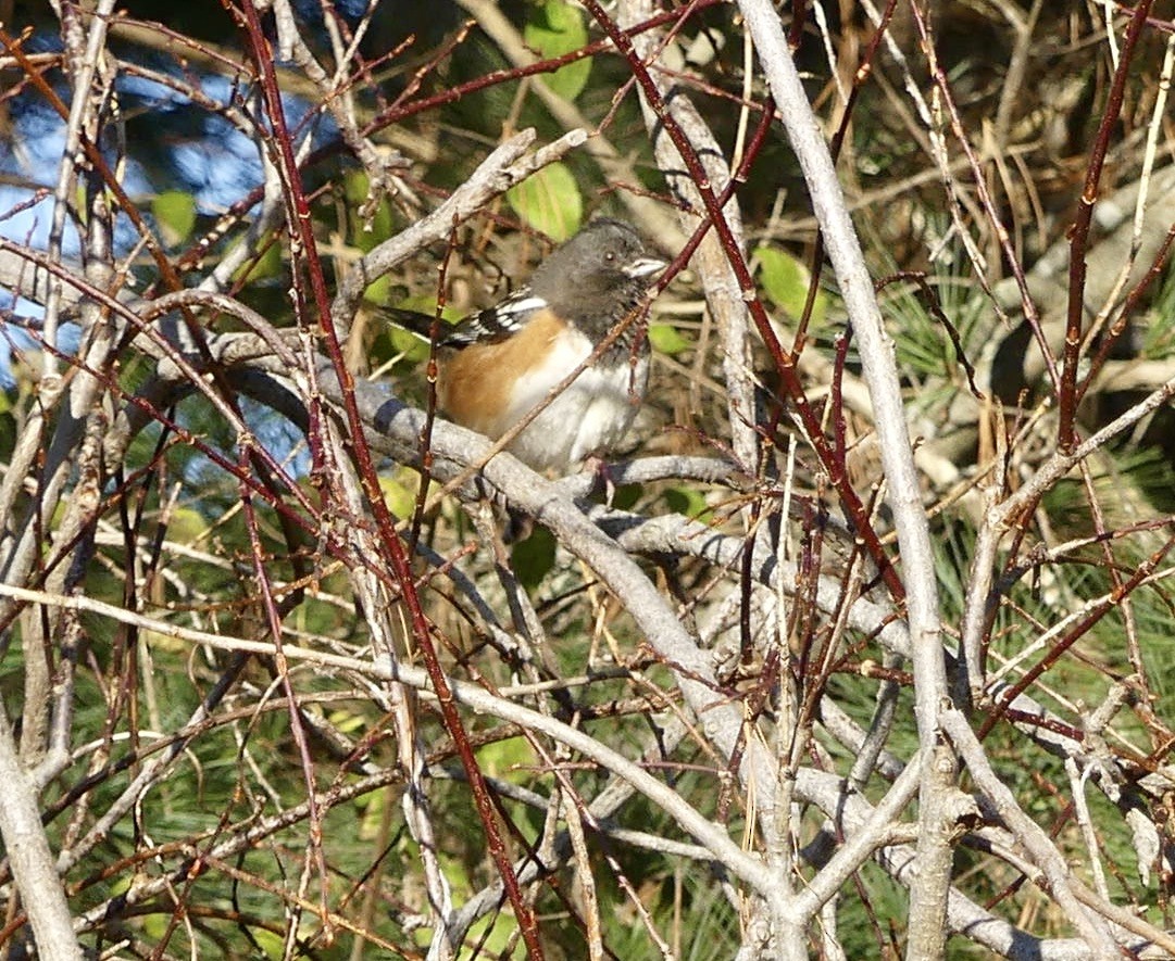 Spotted Towhee - ML611408008