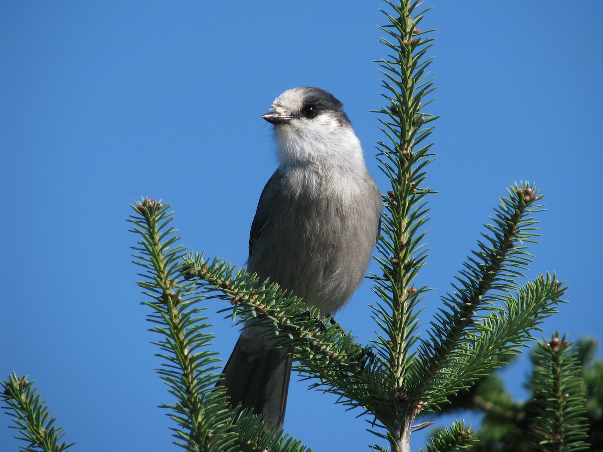 Canada Jay - ML611408115