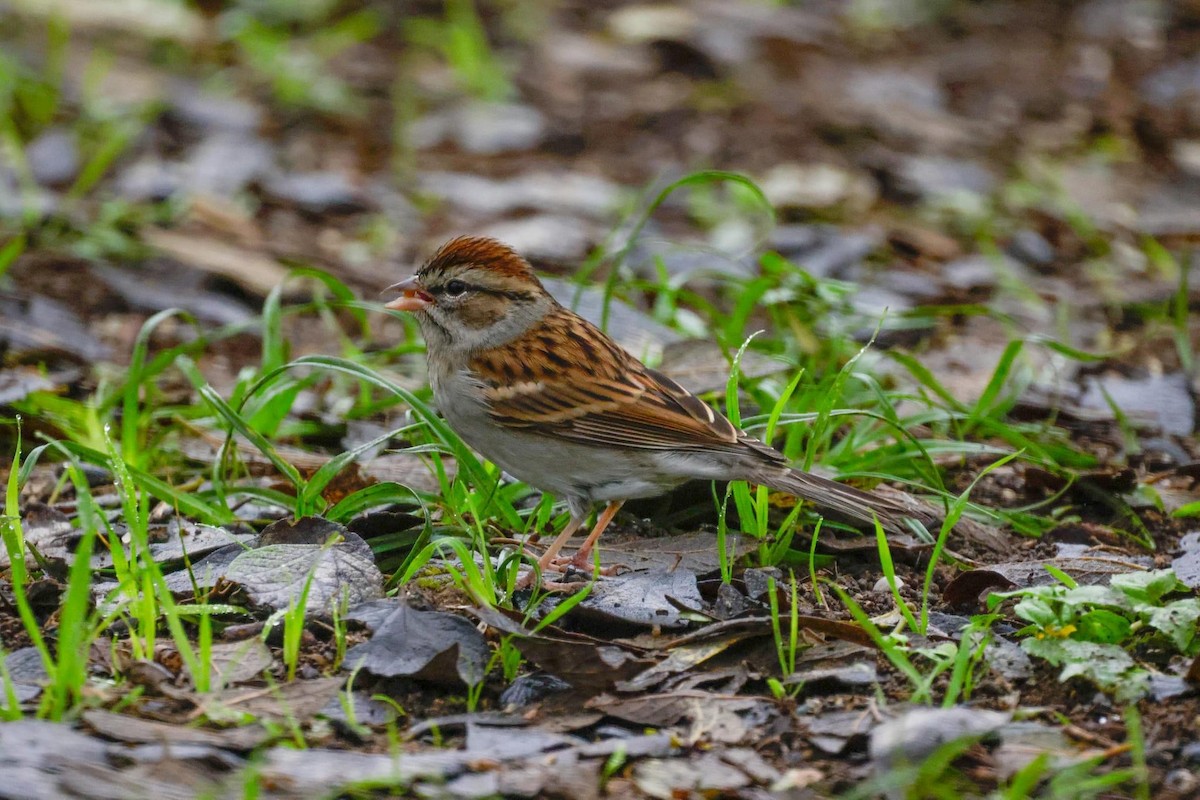 Chipping Sparrow - ML611408117