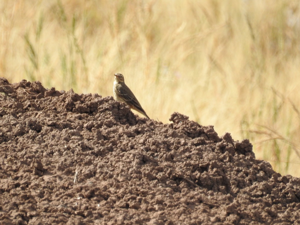 Pipit d'Amérique - ML611408118