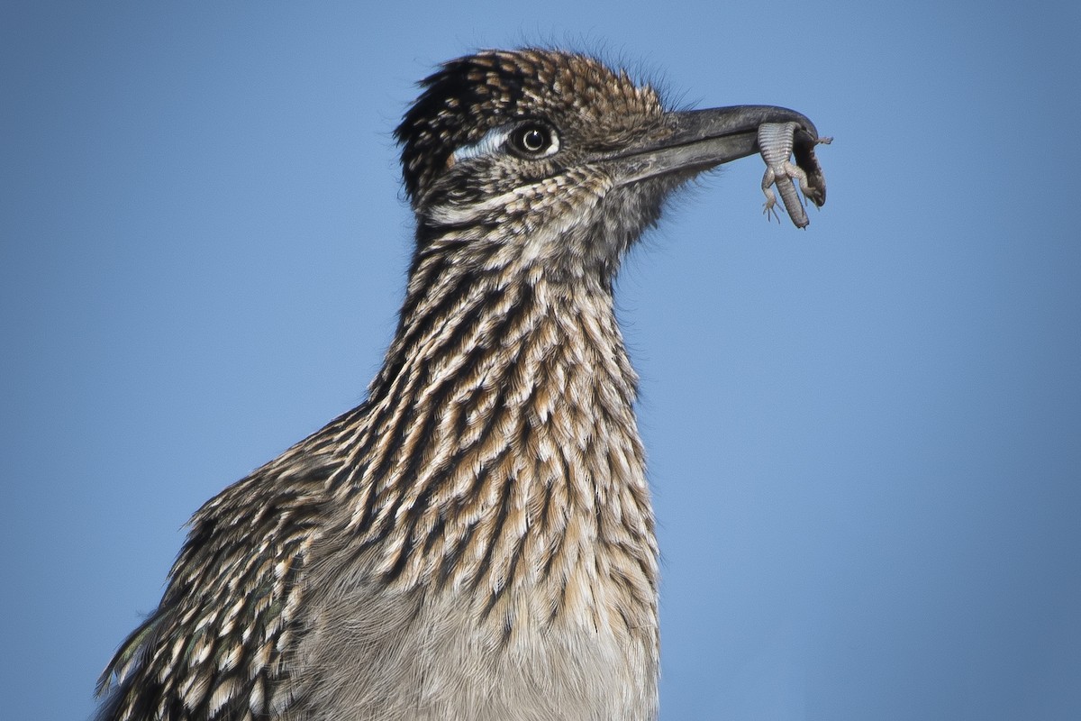 Greater Roadrunner - ML611408139