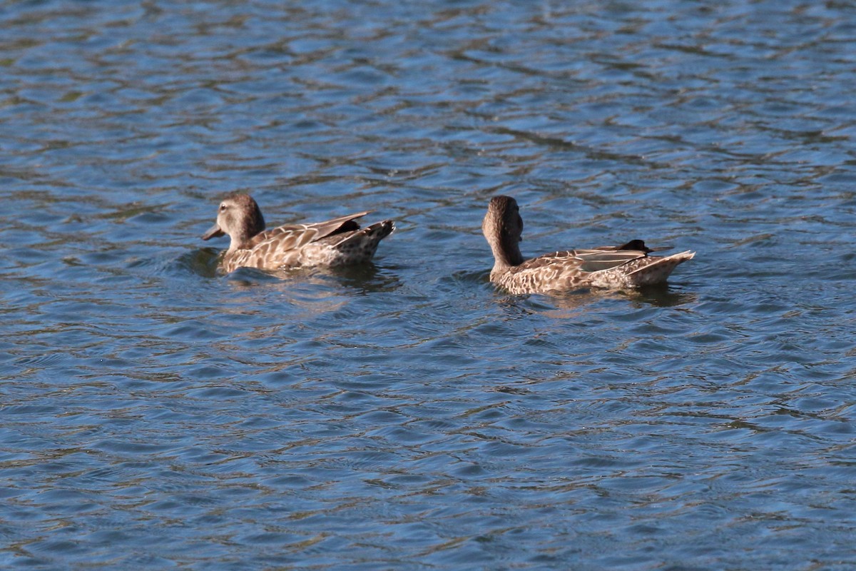 Blue-winged Teal - ML611408154