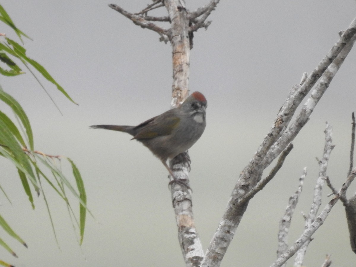 Green-tailed Towhee - ML611408158