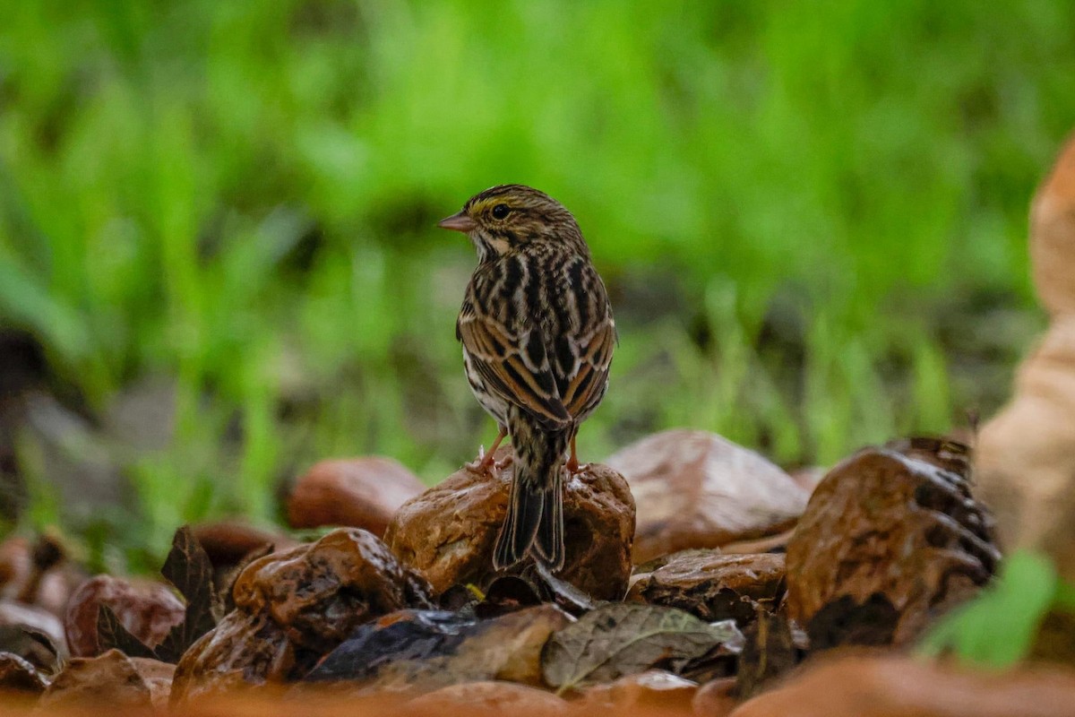 Savannah Sparrow (Savannah) - Ardell Winters