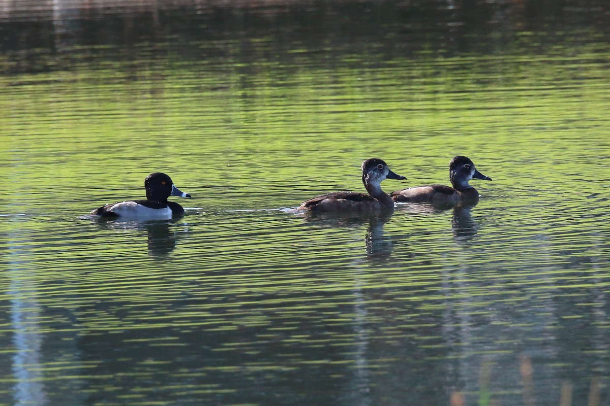 Ring-necked Duck - ML611408173