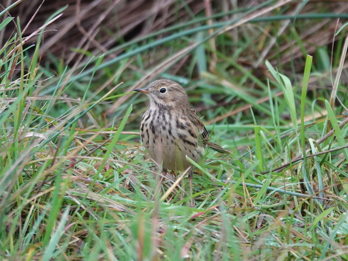 Meadow Pipit - ML611408195