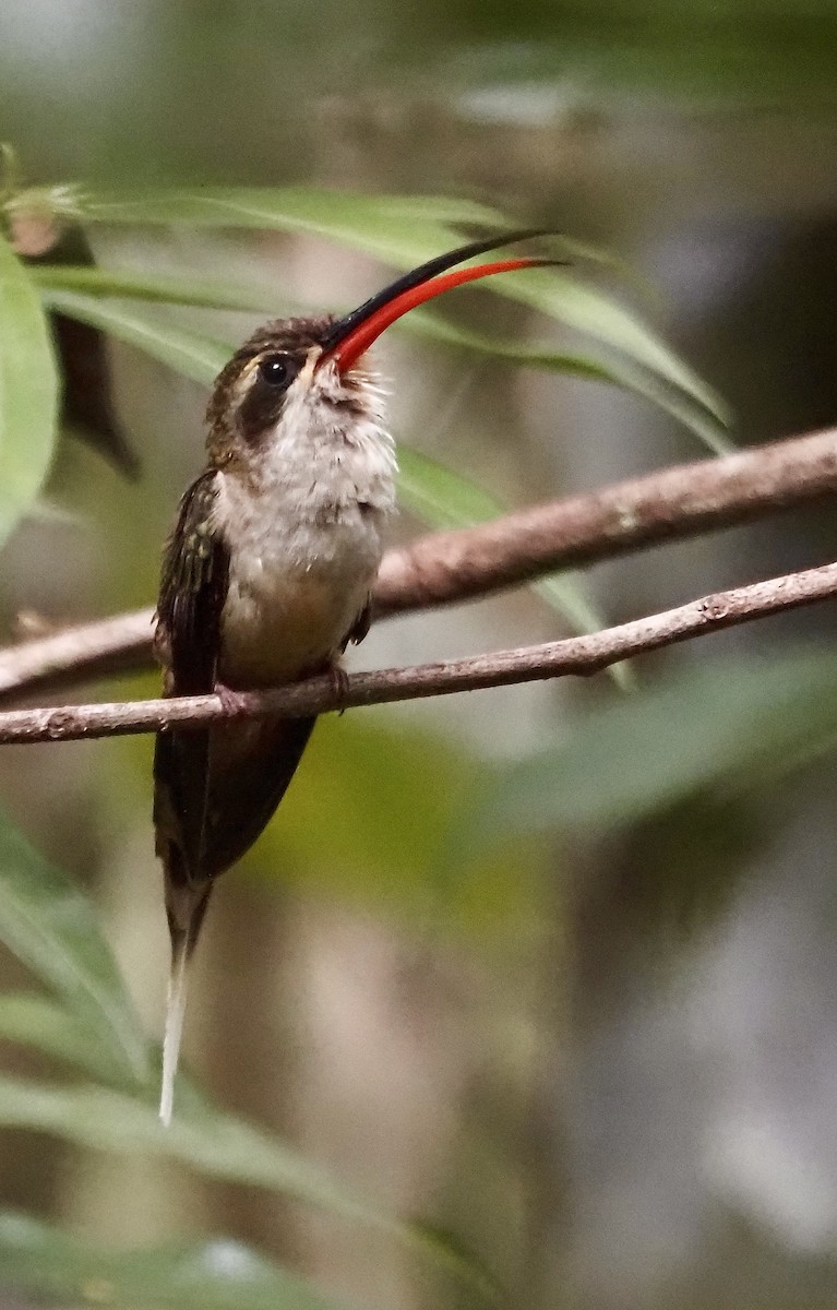 Great-billed Hermit (Margaretta's) - ML611408234