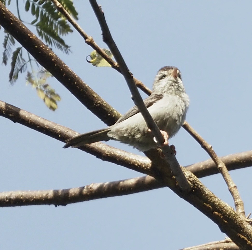 Pink-legged Graveteiro - Suzette Stitely