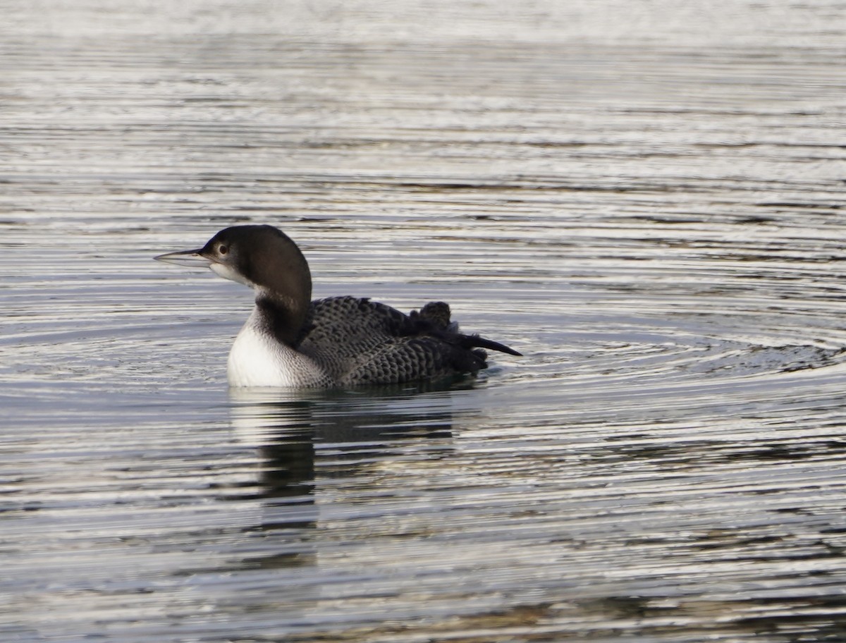 Common Loon - ML611408336