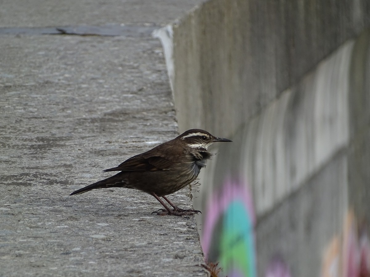 パタゴニアカワカマドドリ - ML611408352