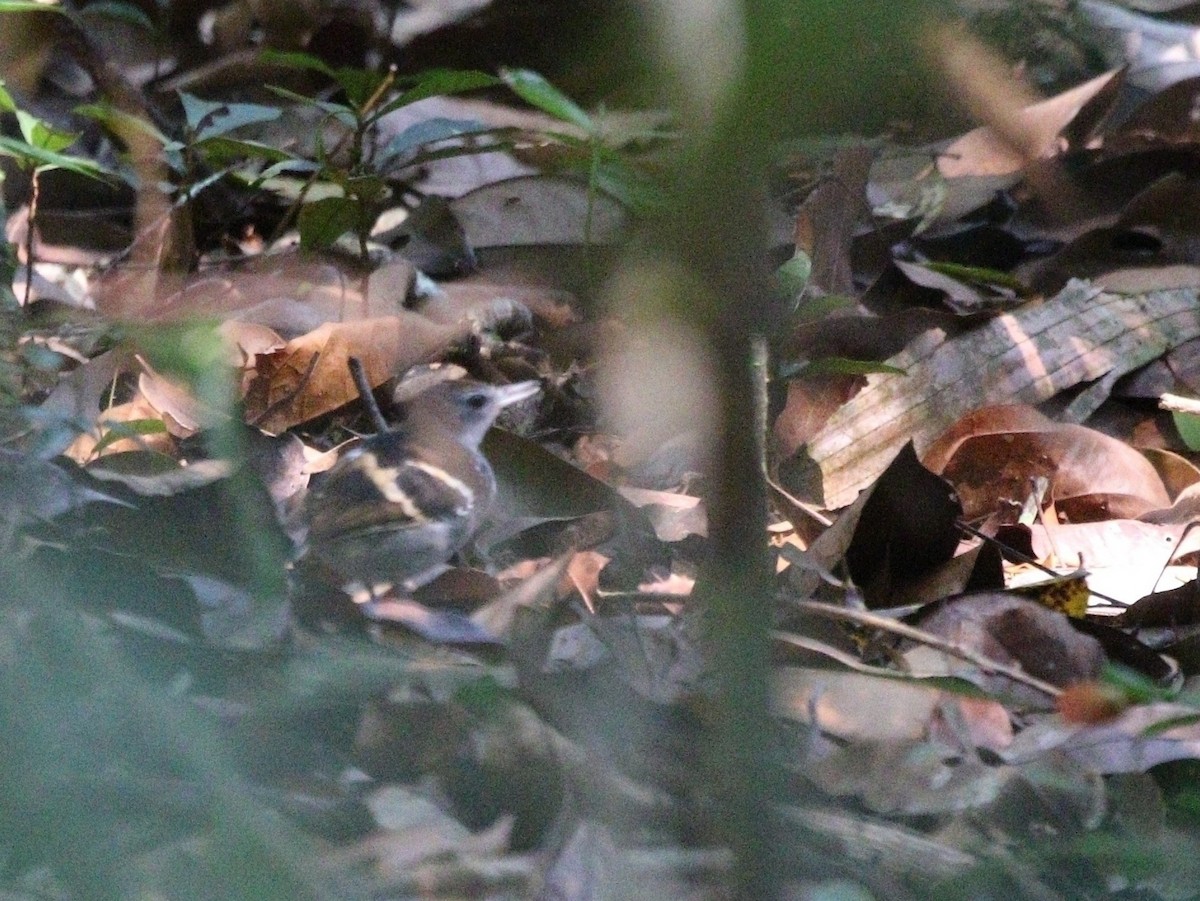 Banded Antbird - ML611408402