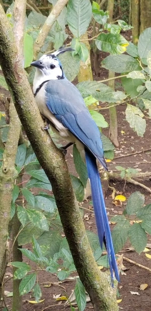White-throated Magpie-Jay - ML611408498
