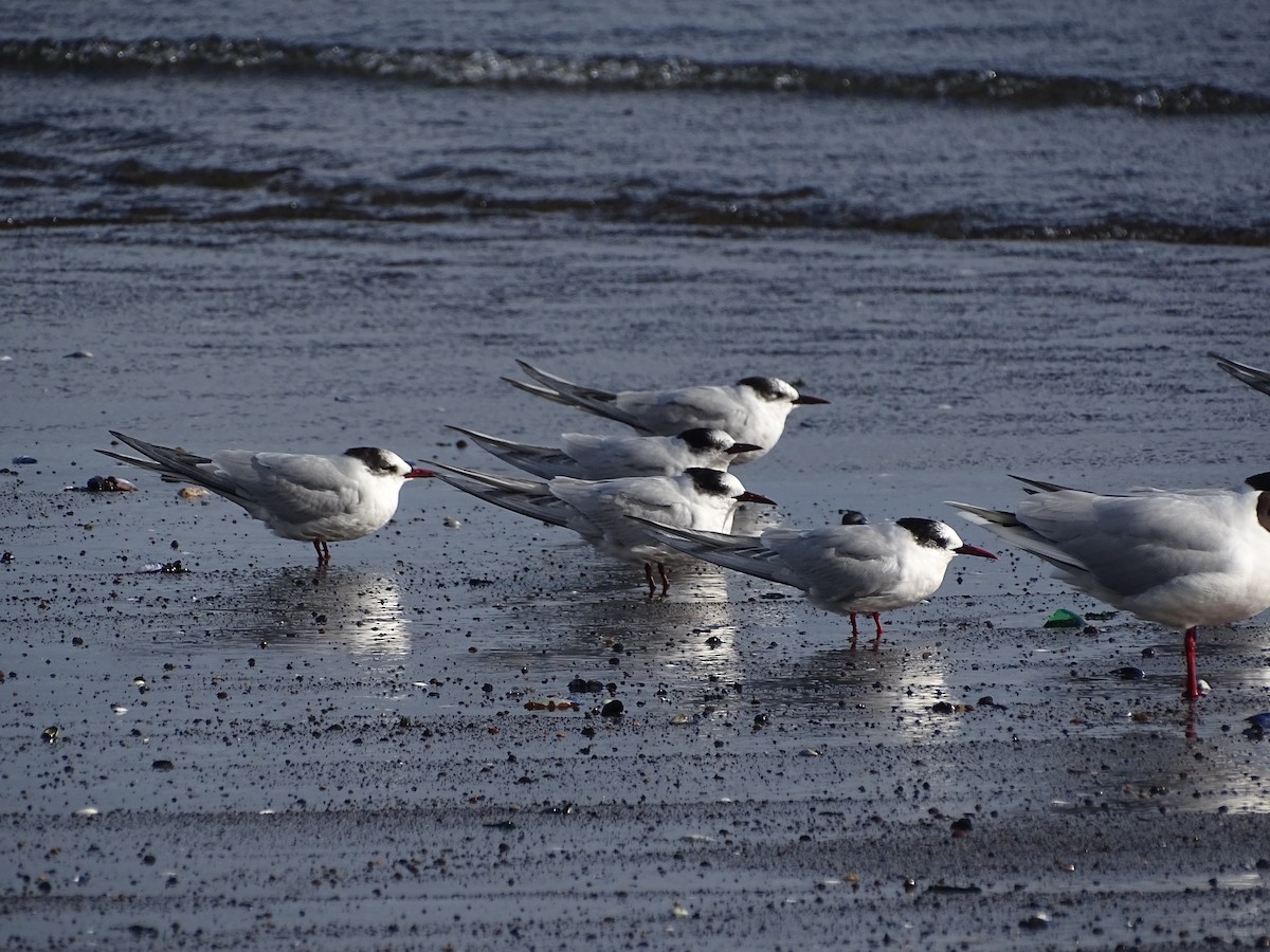 South American Tern - ML611408580