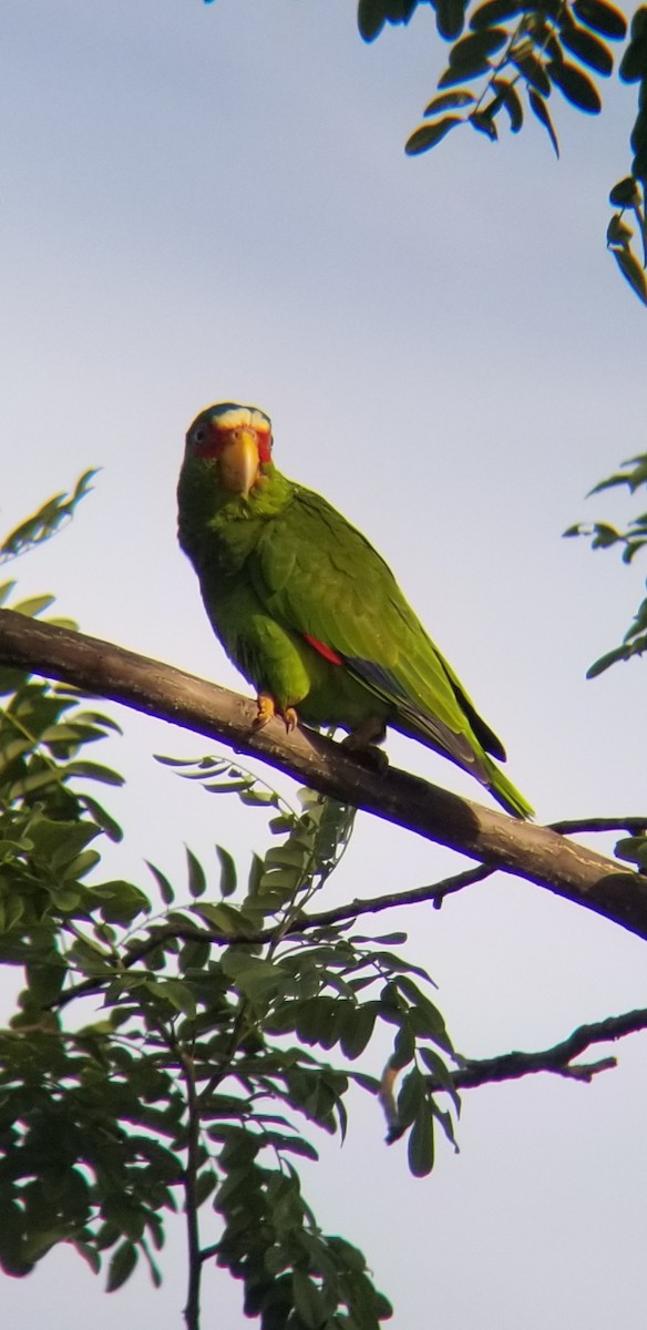 White-fronted Parrot - ML611408599