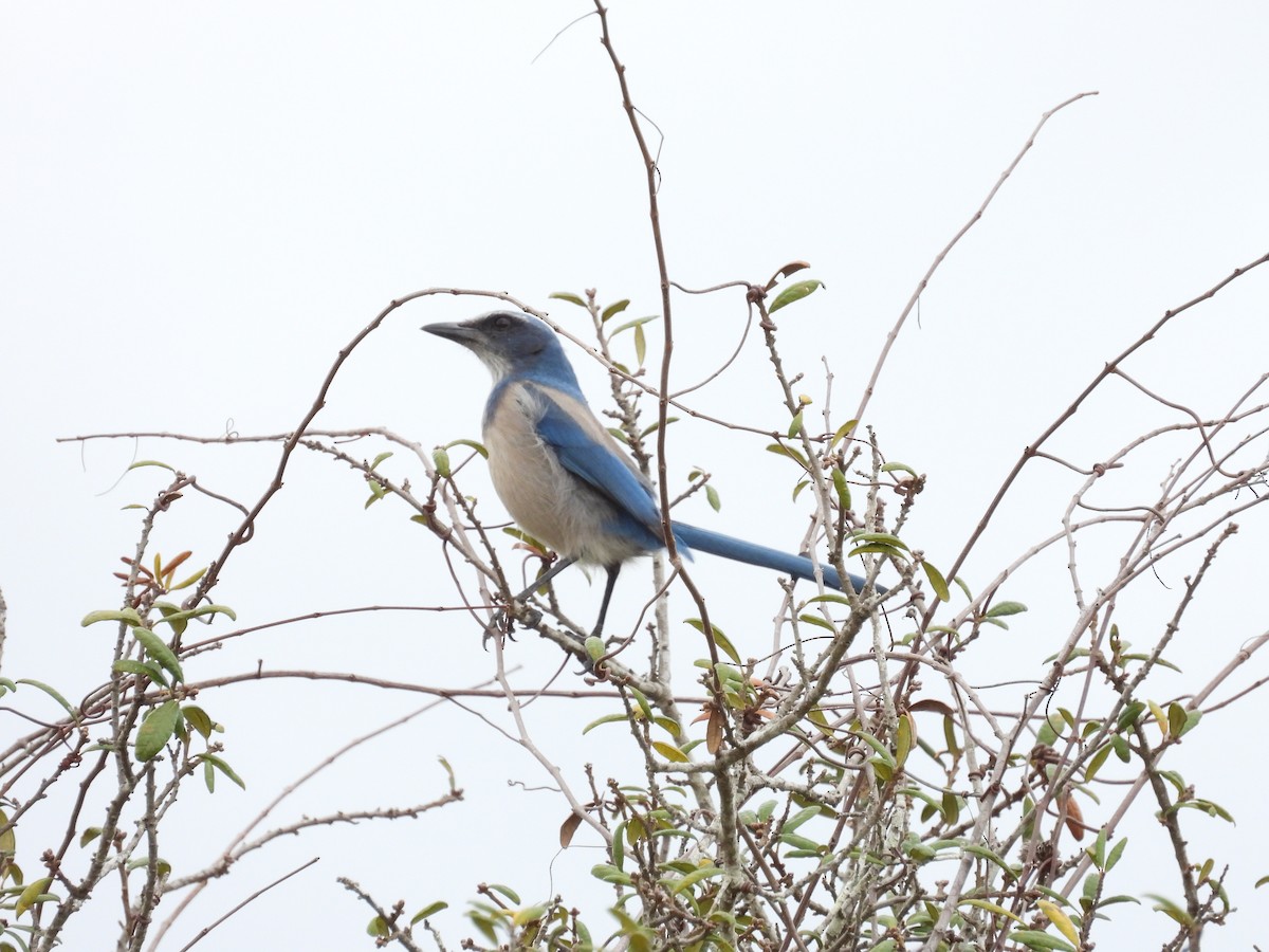 Florida Scrub-Jay - ML611408629