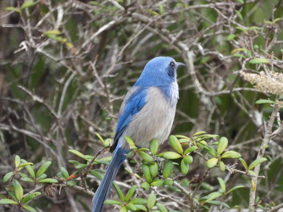 Florida Scrub-Jay - ML611408637