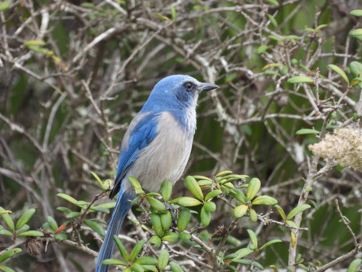 Florida Scrub-Jay - ML611408643