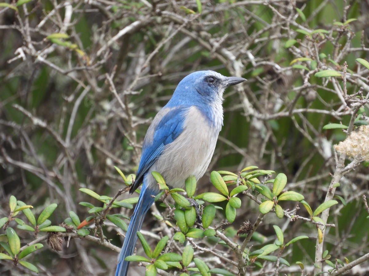 Florida Scrub-Jay - ML611408647