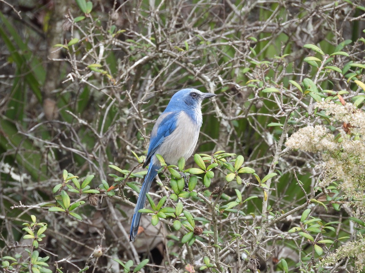 Florida Scrub-Jay - ML611408654