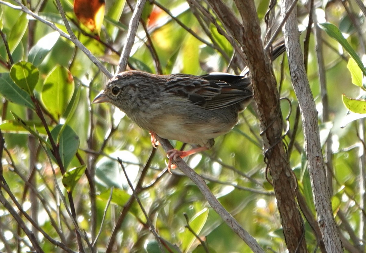 Bachman's Sparrow - ML611408686