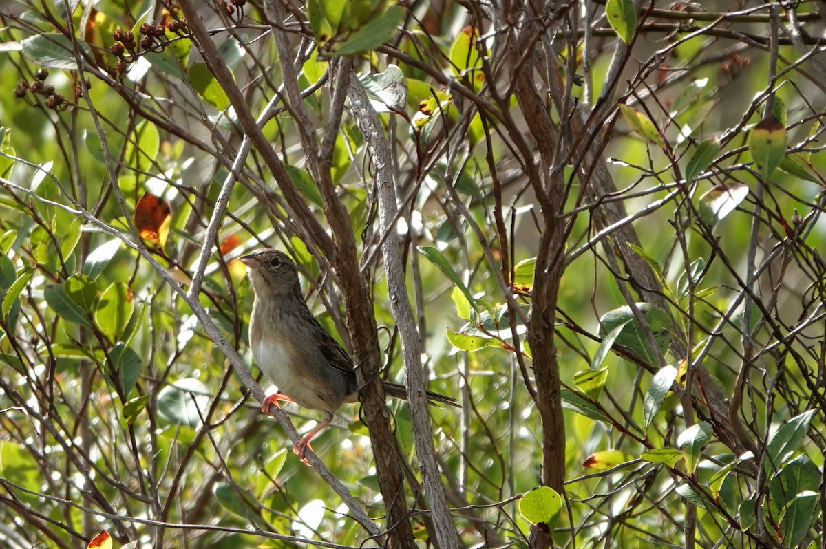 Bachman's Sparrow - ML611408740