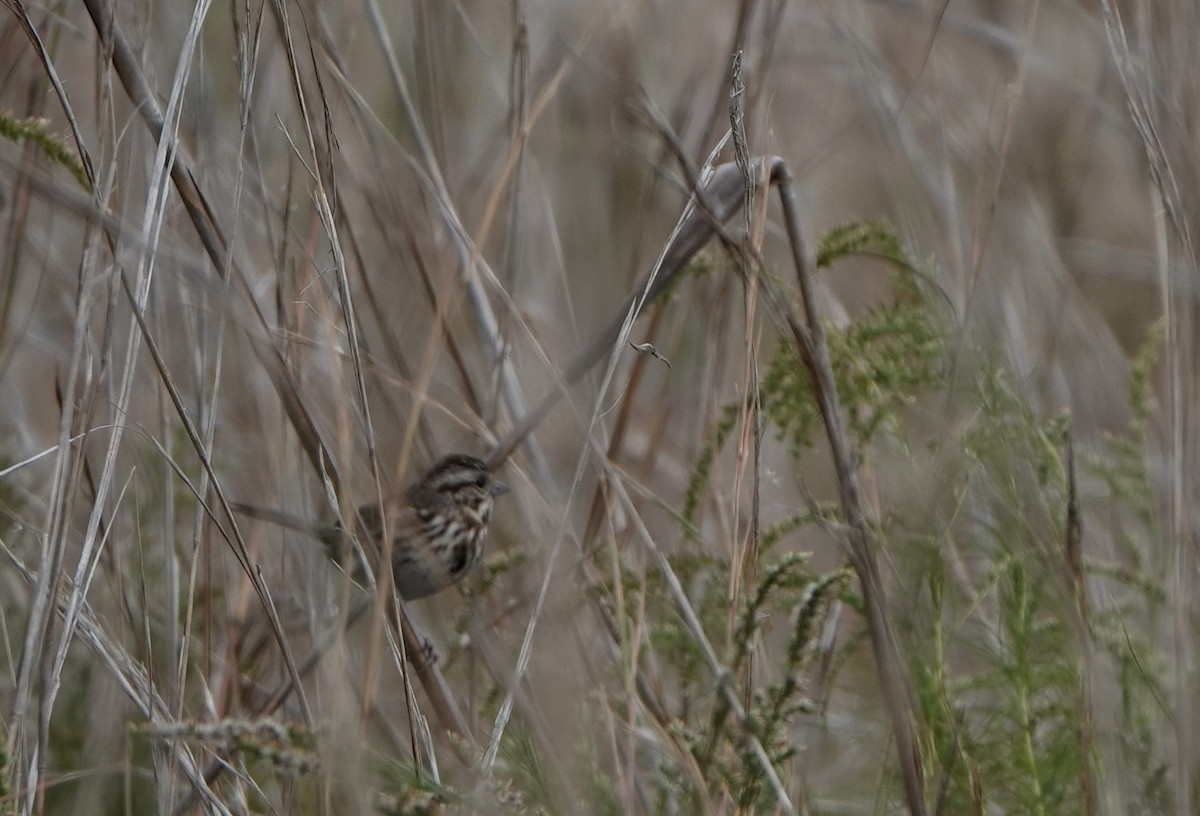 Song Sparrow - ML611408742