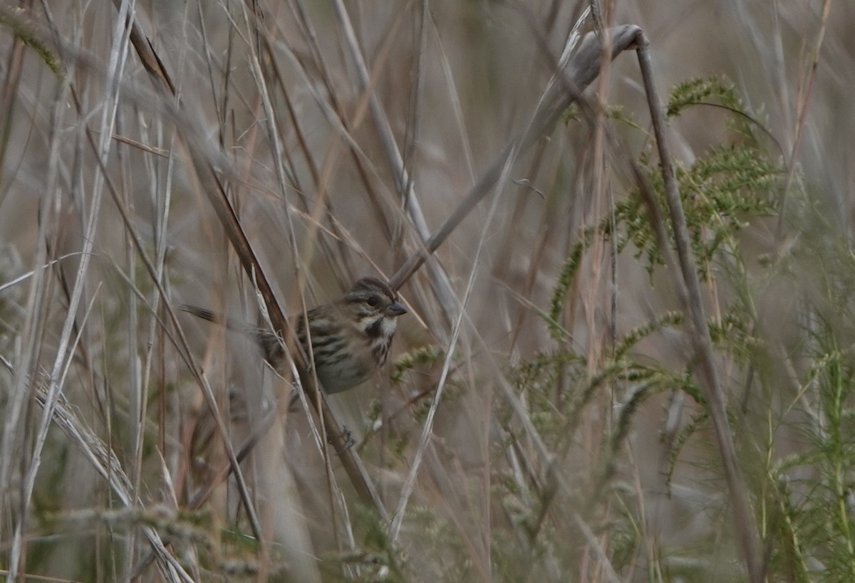 Song Sparrow - ML611408749