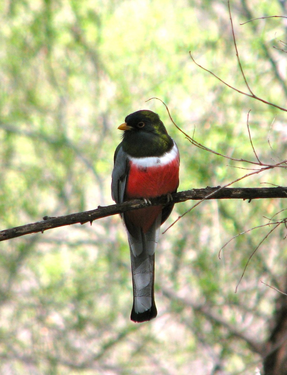 trogon krásný - ML611408755