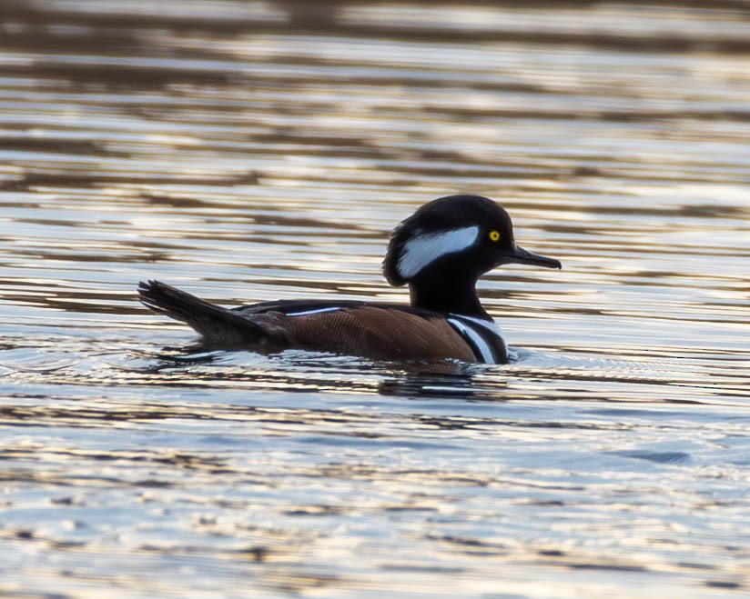 Hooded Merganser - ML611408782