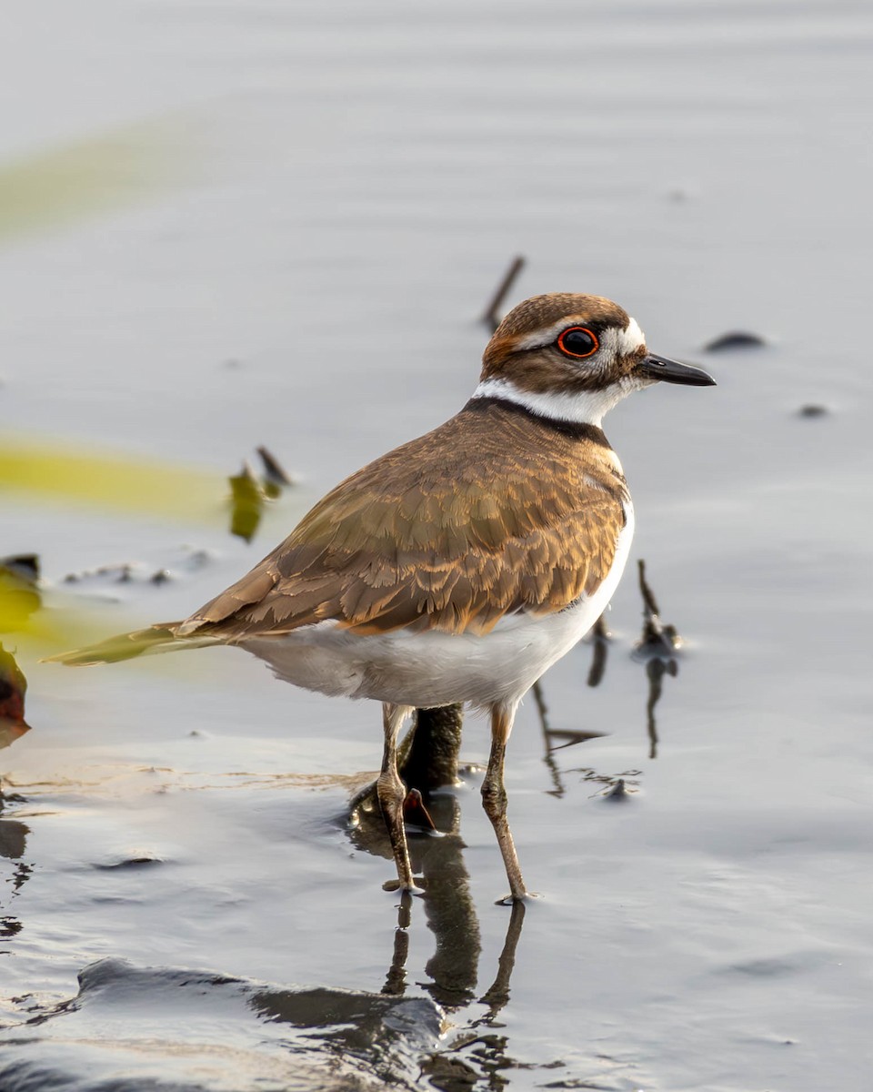 Killdeer - Andrew Nasuti