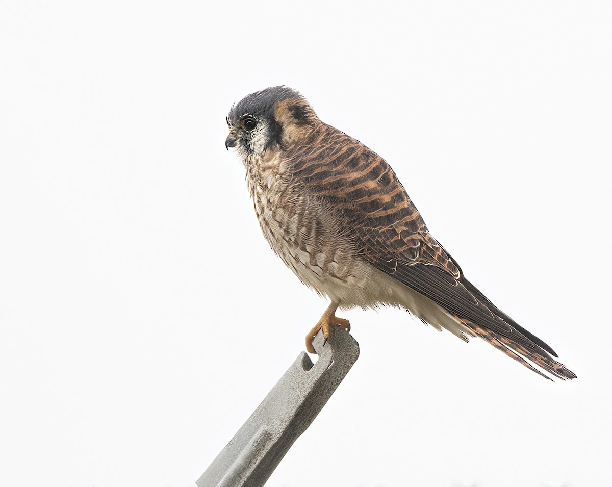 American Kestrel - ML611408877