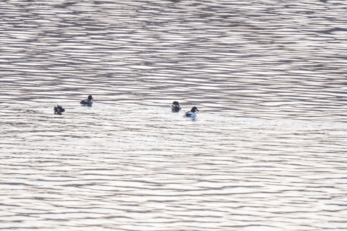 Common Goldeneye - ML611408911