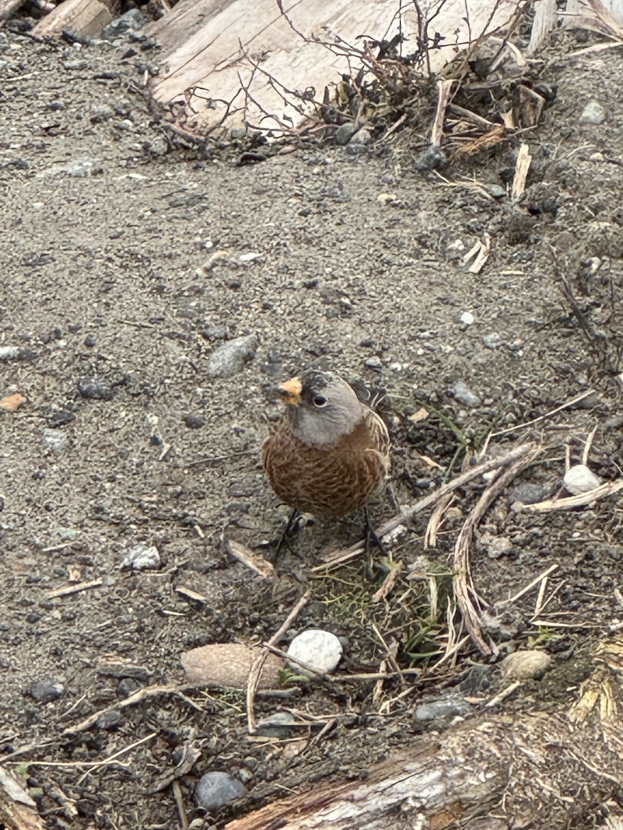 Gray-crowned Rosy-Finch - ML611408924