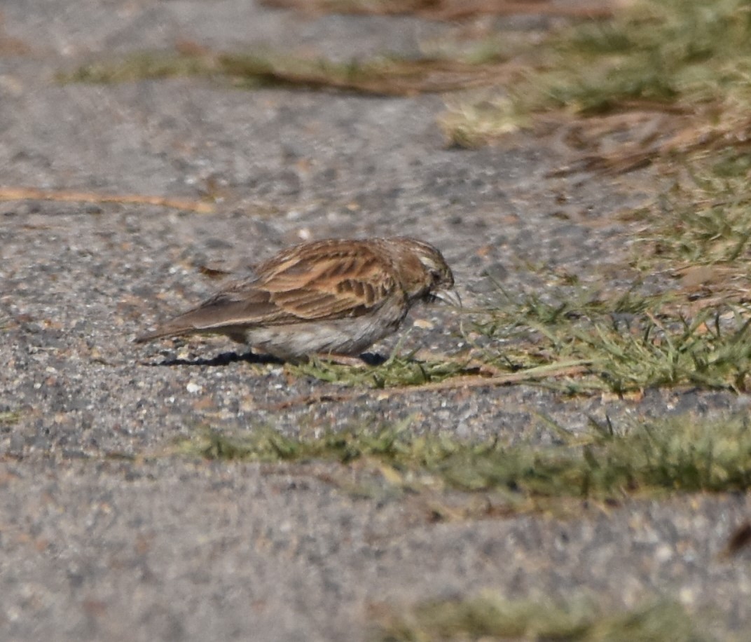 Black-eared Sparrow-Lark - ML611408936