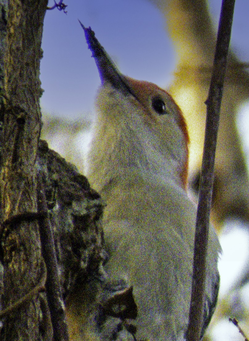 Red-bellied Woodpecker - ML611408940